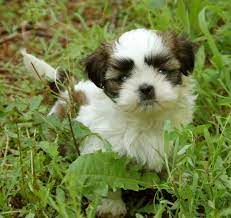 Shih tzu dogs are one of the most sought after breeds in the world. North Idaho And Spokane Shih Tzu Breeder Shih Tzu Breeders Shitzu Puppies Shih Tzu