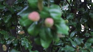 Emerald green arborvitae, thuja green giant, leyland cypress Magnolia Tree Fruit Stock Footage Video 100 Royalty Free 8357653 Shutterstock