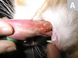 Mouth cancer in cats is an extremely serious condition, and if it not detected early, it is almost always fatal. Oral Cavity Disease In Cats Clinician S Brief