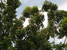 Selain itu, buah yang mempunyai 1,001 khasiat ini juga membantu individu yang mempunyai masalah berat badan berlebihan selain. Pokok Dan Buah Tunjuk Langit Mshahrulnizam