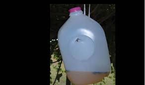Bait Those Flies With This Terrific Natural Recipe Wasp Trap Diy Wasp Traps Bee Traps