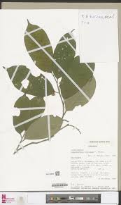 Image result for Orthopichonia seretii