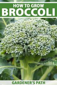Learn more about companion planting for pest management in our blog. How To Grow Your Own Broccoli Gardener S Path