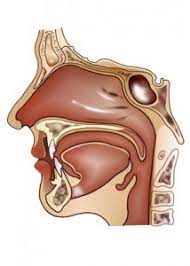 In den meisten fällen treten einseitige halsschmerzen als begleiterscheinung einer erkältung auf. Halsschmerzen Angina Hno Arzt Berlin Mitte