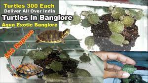 Pin On Banglaore Aquarium Store