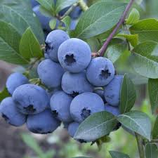 myrtiller legacy blueberry bushes strawberry plants fruit plants