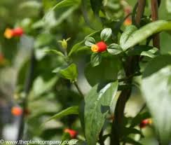 Image result for Manettia