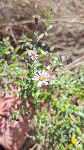 Image result for Athrixia phylicoides