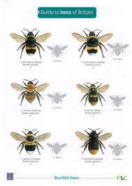 Bees Of Britain Laminated Id Chart
