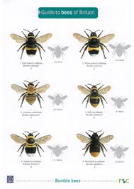 bees of britain laminated id chart