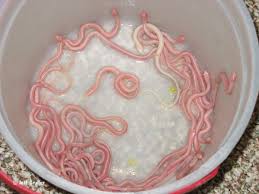 The Garter Snake A North American Icon Reptiles Magazine