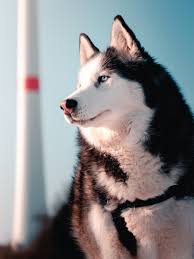 It is named after the mahlemut inuit people from the western coastal regions of alaska and, like the canadian eskimo dog, was used as a draught animal, pulling sleds, long before europeans visited north america. Alaskan Malamute Pictures Download Free Images On Unsplash