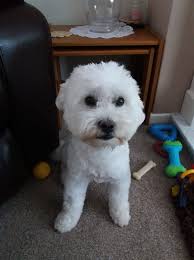 Henry's First Birthday Celebration