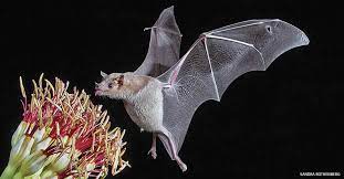Merlin tuttle, bat biologist and photographer, photographed insectivorous pallid bats drinking the nectar, and thereby pollinating the cactus, something that until now hasn't been well photographed.﻿. How To Make Backyard Bats Feel At Home