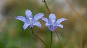 Image result for Gunillaea