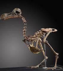 We did not find results for: Rare Dodo Composite Skeleton Goes On Sale Smart News Smithsonian Magazine