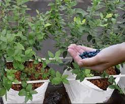 Hydroponic Blueberries Grow All Blueberry Varieties Hydroponically