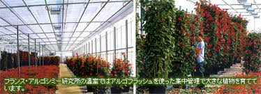 アルゴフラッシュ 液肥 を 格安 で ジャックと豆の木カンパニー