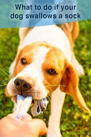 My Dog Ate A Sock What Should I Do What To Do If Dog Eats A Sock Dog Throwing Up Dogs Puppy Training