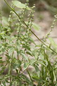 Image result for Ocimum americanum