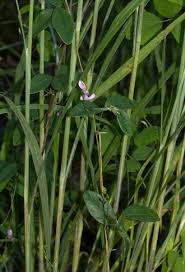 Image result for Galactia striata