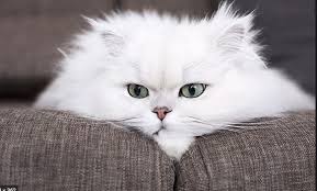 Dunya Kedi Gunu Nedir