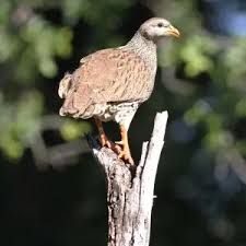 Image result for Tragiella natalensis