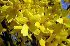 Forsycja Goldrausch Forsythia Rosliny Krzewy Bukiety