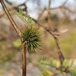 Image result for Acacia hockii