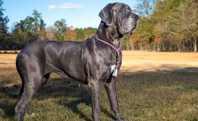 If you're looking for some inspiration on what to name your female dog, here are some of the top female. 100 100 Strong Female Dog Names Give Your Mutt A Muscular Moniker