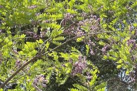Image result for Millettia drastica