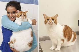 Pdsa Pet Fit Club See The Amazing Pictures Of Morbidly Obese Animals Who Dramatically Dropped Weight Pets Fitness Club Animal Charities