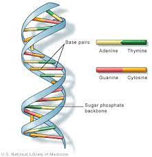 Dna - Structure