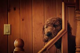 The front page of the internet. Miniature Goldendoodle Facts
