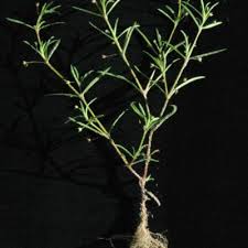 Image result for Oldenlandia affinis