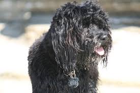 Uc san diego health shares doctors and care providers with several other hospital systems in the region. Uc Davis Veterinary Medical Center San Diego 10435 Sorrento Valley Rd San Diego Ca Veterinarians Mapquest