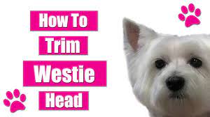 Grooming Westie Head Youtube
