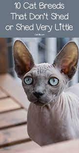 10 Cat Breeds That Don T Shed Much Cat Breeds Cats That Dont Shed Hairless Cat