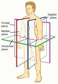 This Website Offers Help In Studying Anatomy And Physiology With Powerpoints Videos Notes Gra Anatomy And Physiology Human Anatomy And Physiology Physiology