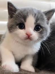 Pin By Silo On Felinos Cute Baby Cats Baby Cats Kittens Cutest