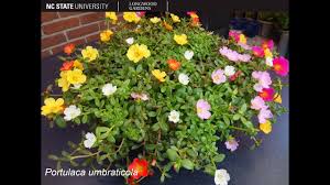 Image result for Portulaca kermesina