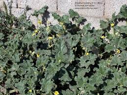 Image result for Raphidiocystis