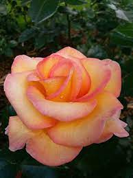 Peace Rose Beautiful Roses Pistil Flower Rose