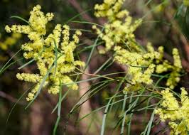 Image result for Acacia montigena