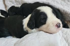 Texas Hill Country Sheepadoodles & Bernedoodles