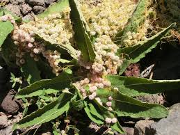 Image result for Cuscuta planiflora