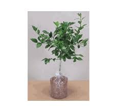 When watering your tree, it is best to not over water or under water. Dwarf Mexican Key Lime Tree