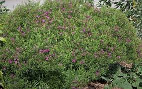 Image result for Vernonia natalensis