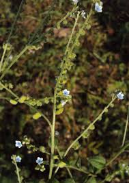 Image result for Cynoglossum lanceolatum