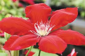 This item 1 starter live plant of clematis rebecca. Dwarf Jackmanii Hybrid Clematis Rebecca Tesselaar